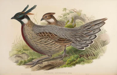 Pucrasia xanthospila